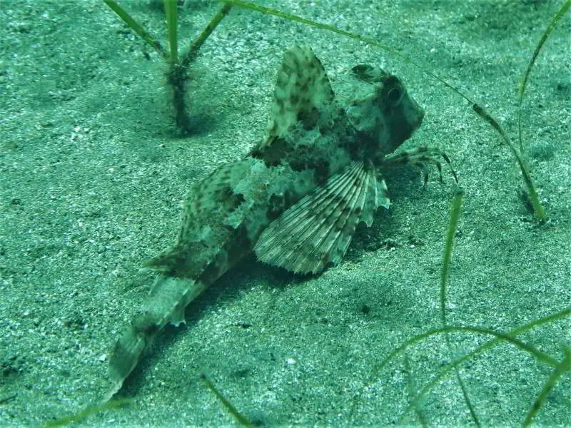 Gestreifter Knurrhahn Trigloporus lastoviza Chelidonichthys lastoviza Bild tauchen kanaren kanarische inseln Mittelmeer