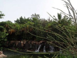 Santa Cruz de Teneriffa Sehenswürdigkeiten Botanischer Garten