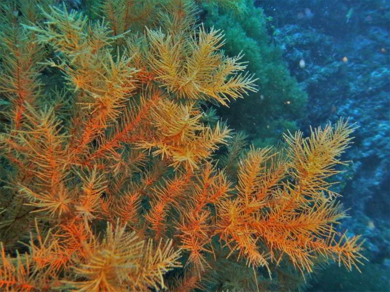 Schwarze Koralle Antipathella wollastoni blumentiere arten bild tauchen kanaren kanarische inseln atlantik