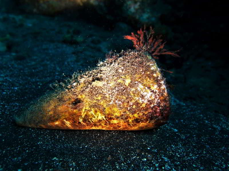 Conus Pulcher bild kegelschnecke kanaren arten kanarische inseln madeira atlantik tauchen schnecken gastropoda