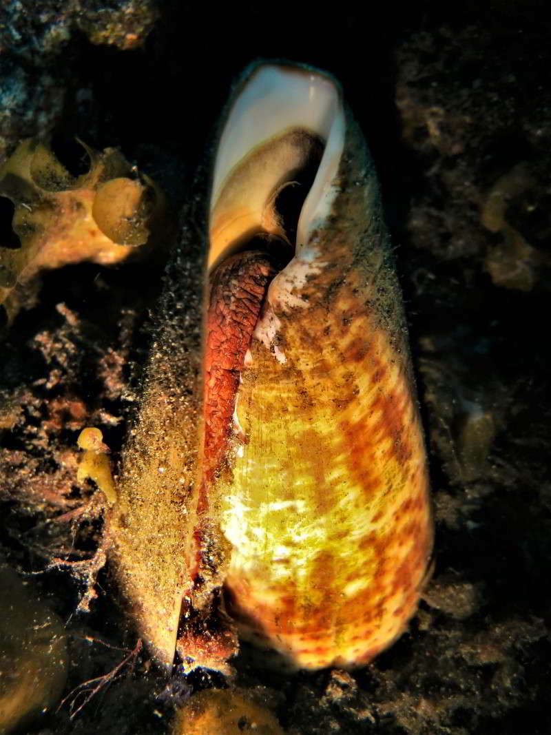 Conus Pulcher bild kegelschnecke kanaren kanarische inseln madeira atlantik tauchen schnecken arten gastropoda