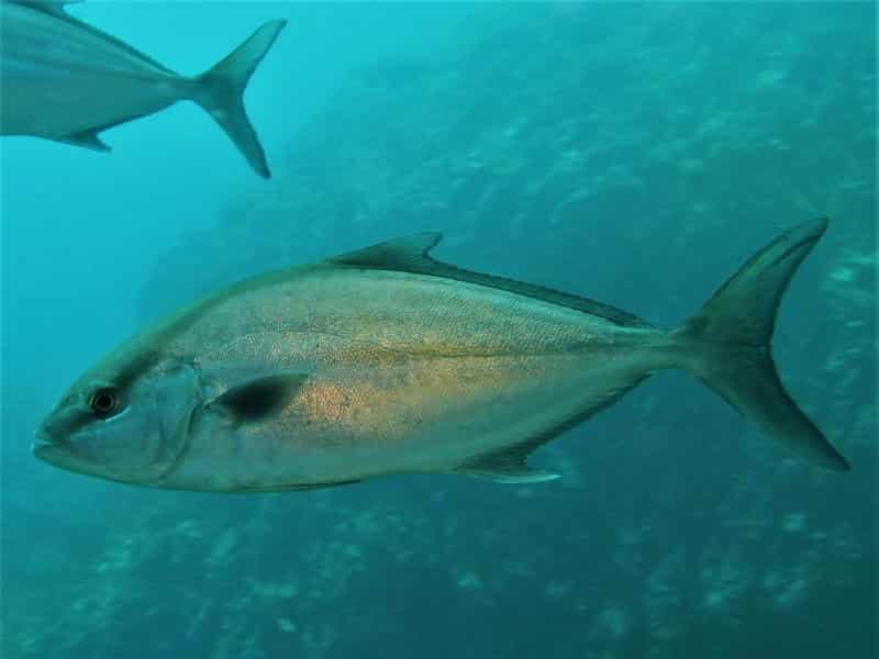 Kleine bernsteinmakrele bild Seriola rivoliana tauchen kanaren kanarische inseln Mittelmeer atlantik knochenfische arten