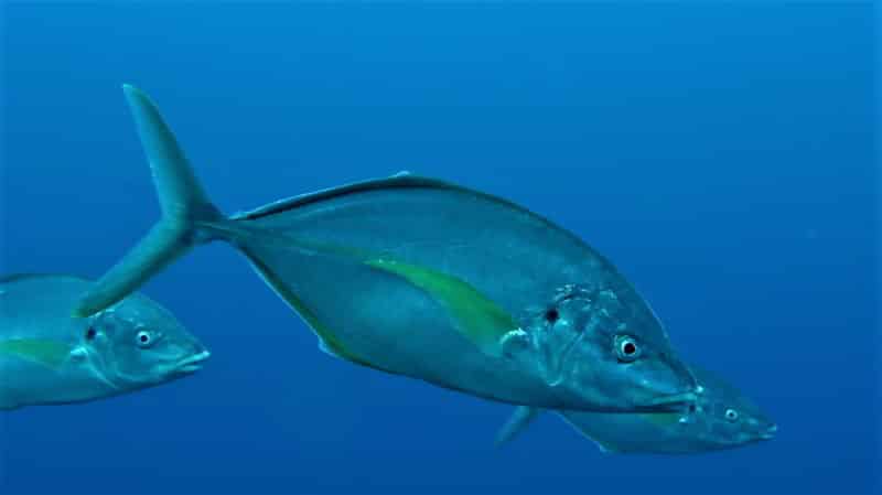 Pseudocaranx dentex bild gelbflossen stachelmakrele tauchen kanaren fische knochenfische arten mittelmeer atlantik 2