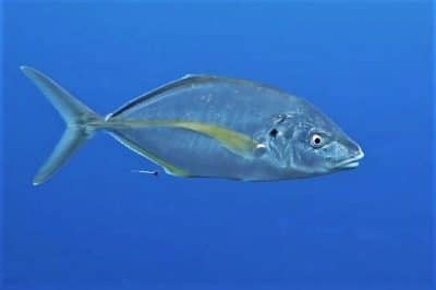 gelbflossen stachelmakrele Pseudocaranx dentex bild tauchen kanaren Osteichthyes fische knochenfische arten mittelmeer atlantik Fischarten