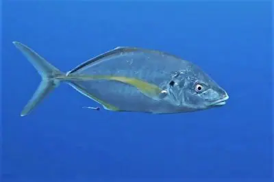 gelbflossen stachelmakrele Pseudocaranx dentex bild tauchen kanaren Osteichthyes fische knochenfische arten mittelmeer atlantik Fischarten