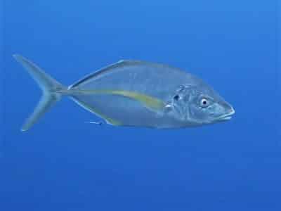 gelbflossen stachelmakrele Pseudocaranx dentex bild tauchen kanaren fische knochenfische arten mittelmeer atlantik 2