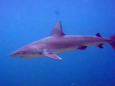 Carcharhinus galapagensis haie kanaren kanarische inseln hai arten angriff angriffe gibt es