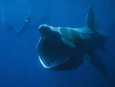Riesenhai Cetorhinus maximus arten hai haie kanaren kanarische inseln tauchen angriff