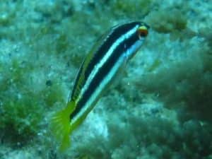 Coris Julis Meerjunker juvenile fische kanaren atlantik mittelmeer tauchen kanarische inseln lippfische arten labridae
