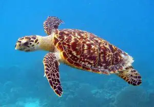 Echte Karettschildkröte Eretmochelys imbricata tauchen Kanaren Schildkröten Kanarische Inseln Atlantik Ozean Fische Arten Fischlexikon