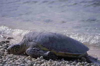 Grüne Meeresschildkröte Chelonia mydas Suppenschildkröte Kanaren Tauchen Kanarischen Inseln Atlantik