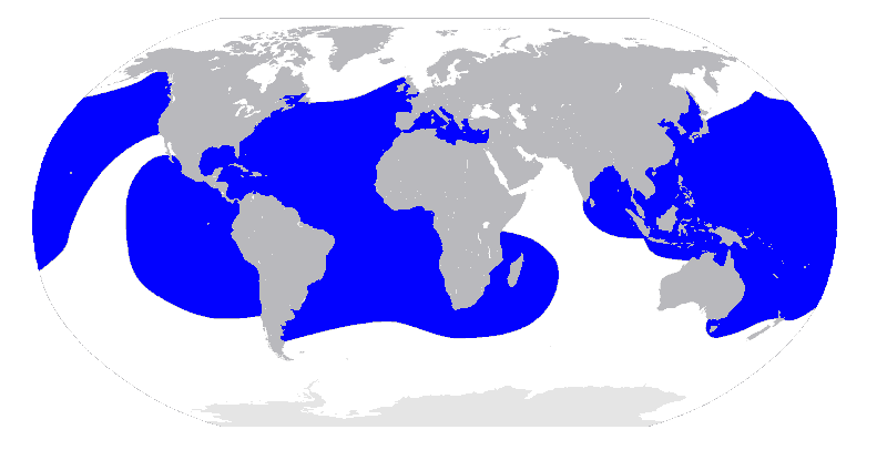 Lederschildkröte Dermochelys coriacea tauchen kanaren kanarische inseln atlantik Ozean Mittelmeer Karte Verbreitung