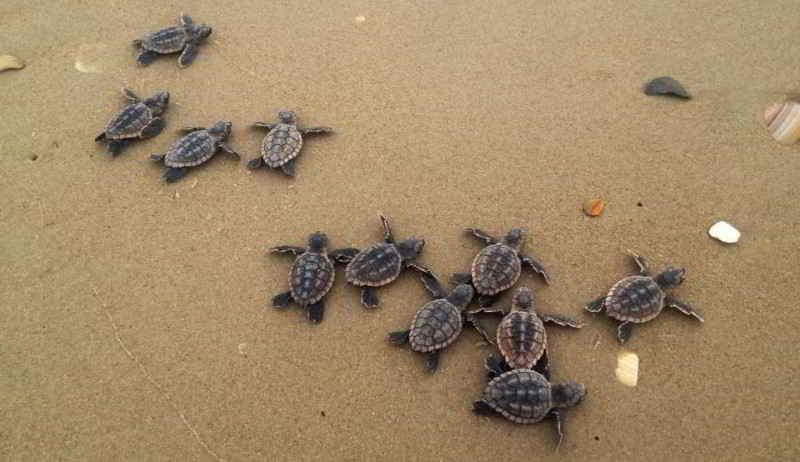 Schildkröten Kanaren Arten Teneriffa Gran Canaria Fuerteventura Lazarote La Palma Gomera El Hierro Testudinata Meereschildkröten Tauchen Kanarische Inseln Atlantik