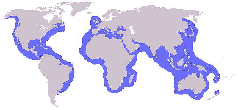 Unechte Karettschildkröte Caretta caretta Karte Verbreitung vorkommen