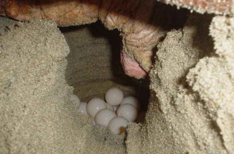 Unechte Karettschildkröte Caretta caretta ei eier nest eiablage